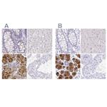 ZG16B Antibody in Immunohistochemistry (IHC)