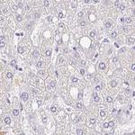 ZG16B Antibody in Immunohistochemistry (IHC)