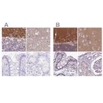 SLC8A2 Antibody in Immunohistochemistry (IHC)