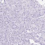 SLC8A2 Antibody in Immunohistochemistry (IHC)