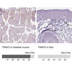 TRIM72 Antibody in Immunohistochemistry (IHC)