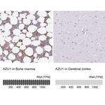 Azurocidin Antibody