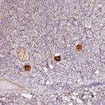 NALP5 Antibody in Immunohistochemistry (Paraffin) (IHC (P))