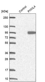 PIWIL4 Antibody in Western Blot (WB)