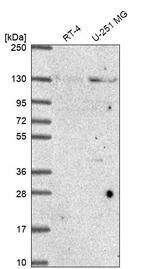 NUP133 Antibody in Western Blot (WB)