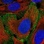 MYO1B Antibody in Immunocytochemistry (ICC/IF)