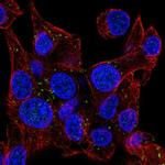 NRSN1 Antibody in Immunocytochemistry (ICC/IF)