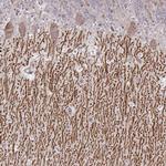 DAGLA Antibody in Immunohistochemistry (Paraffin) (IHC (P))