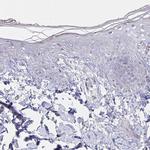 DAGLA Antibody in Immunohistochemistry (Paraffin) (IHC (P))