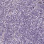 DAGLA Antibody in Immunohistochemistry (Paraffin) (IHC (P))