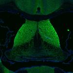 DAGLA Antibody in Immunohistochemistry (Paraffin) (IHC (P))