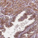 CHMP4A Antibody in Immunohistochemistry (Paraffin) (IHC (P))