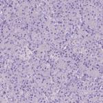 ASPG Antibody in Immunohistochemistry (IHC)