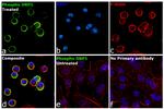 Phospho-DRP1 (Ser616) Antibody in Immunocytochemistry (ICC/IF)