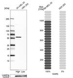 WARS Antibody