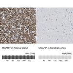 MGARP Antibody