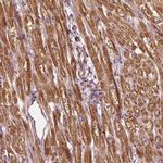 PTGES2 Antibody in Immunohistochemistry (IHC)