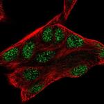 ZMAT3 Antibody in Immunocytochemistry (ICC/IF)