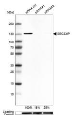 SEC23IP Antibody