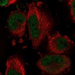 DYNLT1 Antibody in Immunocytochemistry (ICC/IF)