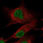 OLFM2 Antibody in Immunocytochemistry (ICC/IF)