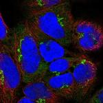 GOLGA8A Antibody in Immunocytochemistry (ICC/IF)