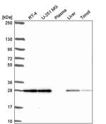 TMEM98 Antibody in Western Blot (WB)