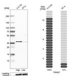 TRIM27 Antibody