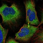 TRIM45 Antibody in Immunocytochemistry (ICC/IF)