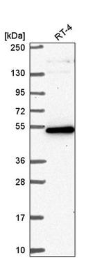 GPATCH4 Antibody in Western Blot (WB)