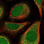 POLE4 Antibody in Immunocytochemistry (ICC/IF)