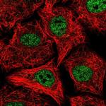 SOX12 Antibody in Immunocytochemistry (ICC/IF)