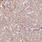 SLC17A4 Antibody in Immunohistochemistry (IHC)