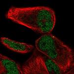 NHLRC2 Antibody in Immunocytochemistry (ICC/IF)