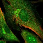 DNMBP Antibody in Immunocytochemistry (ICC/IF)