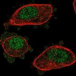 NUDT2 Antibody in Immunocytochemistry (ICC/IF)