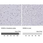 SOX8 Antibody