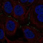 TSSK4 Antibody in Immunocytochemistry (ICC/IF)