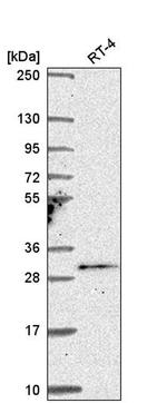 TSSK4 Antibody in Western Blot (WB)