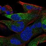 OLFML2B Antibody in Immunocytochemistry (ICC/IF)