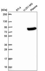 OLFML2B Antibody in Western Blot (WB)