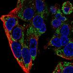 FXYD2 Antibody in Immunocytochemistry (ICC/IF)