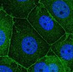 SCRIB Antibody in Immunocytochemistry (ICC/IF)