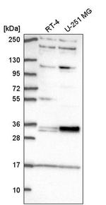 TSPAN11 Antibody in Western Blot (WB)