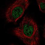 RSRP1 Antibody in Immunocytochemistry (ICC/IF)