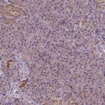 WARS2 Antibody in Immunohistochemistry (IHC)