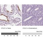 CYLC1 Antibody