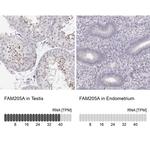 FAM205A Antibody