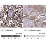 YIPF5 Antibody