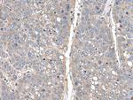 THAP10 Antibody in Immunohistochemistry (Paraffin) (IHC (P))